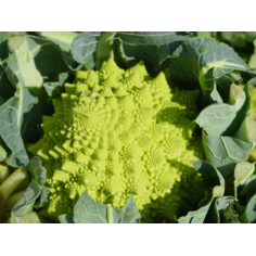 Choux romanesco" - "