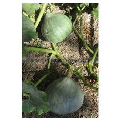 Blue ballet-900g -