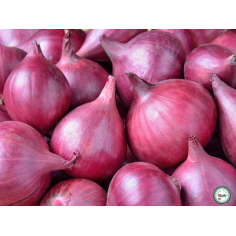 Oignon rouge -