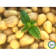 Pomme de terre gourmandine" - "