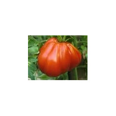 Albenga -