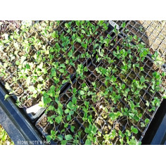 10xplant de choux brocoli" - "