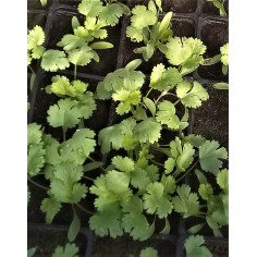 3 plant de coriandre -