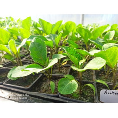 3x plant aubergine" - "