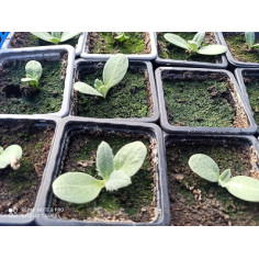 Plant artichaut" - "