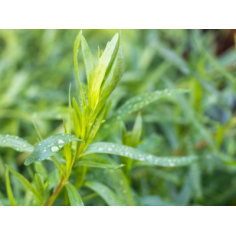 Plant estragon russe" - "
