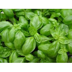 Plant basilic grande feuille -