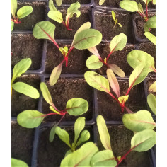 Plant blette rouge -