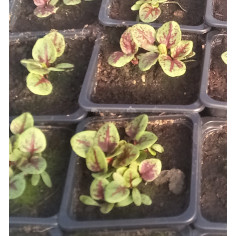 Plant d'oseille rouge -