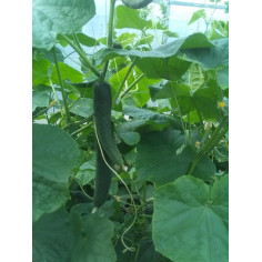 Plant de concombre -