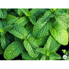 Plant de menthe verte -