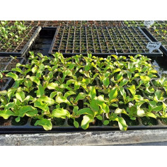 Plant de salade - 12 Plants