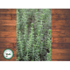 Plant de sarriette des montagnes -