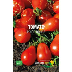 Plant de tomate beauté blanche" - "