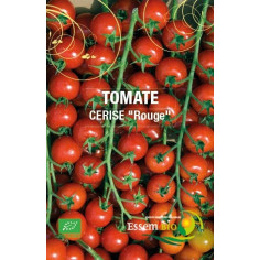 Plant de tomate coeur de boeuf oxheart" - "