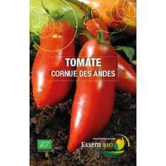 Plant de tomate evergreen " - "