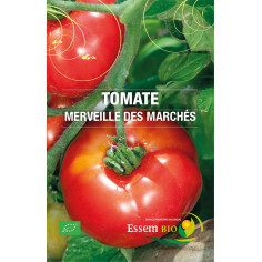 Plant de tomate merveilles des marc - "