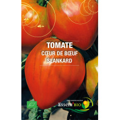 Plant de tomate moskvich" - "