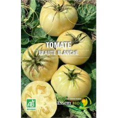 Plant de tomate st vincent " - "