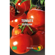 Plant tomate burbank" - "