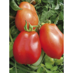 Plant tomate roma" - "
