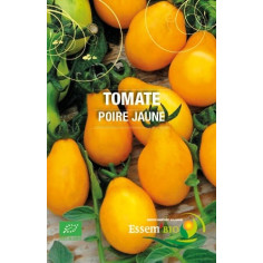 Plant tomate cerise golden cherry" - "
