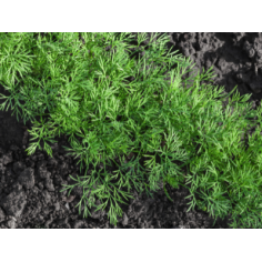 1x plant aneth" - "