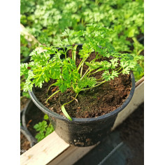 Plant cerfeuil commun -