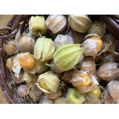 Physalis -