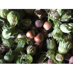 Noisettes avec coque et involucre -