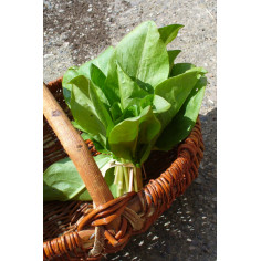Bouquet d'oseille -