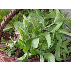Bouquet de menthe -