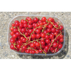 Groseilles -