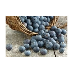 Myrtille cultivée6 -