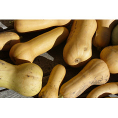 Butternut -