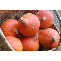 Potimarron rouge - potimarron 400g