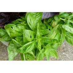 Bouquet de basilic -
