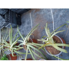 Annuel aloe vera