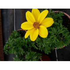 Annuel bidens jaune