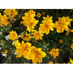 Annuel bidens jaune intense