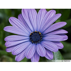 Annuel brachychome bleu