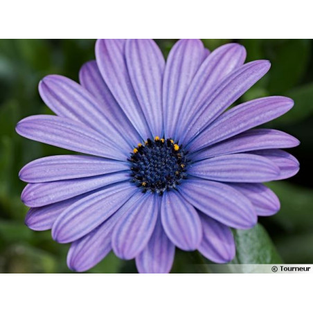Annuel brachychome bleu