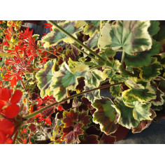 Annuel géranium zonal rouge de collection