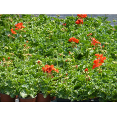 Annuel géranium zonal rouge m