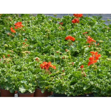 Annuel géranium zonal rouge m