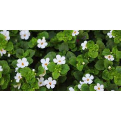 Annuel bacopa blanc