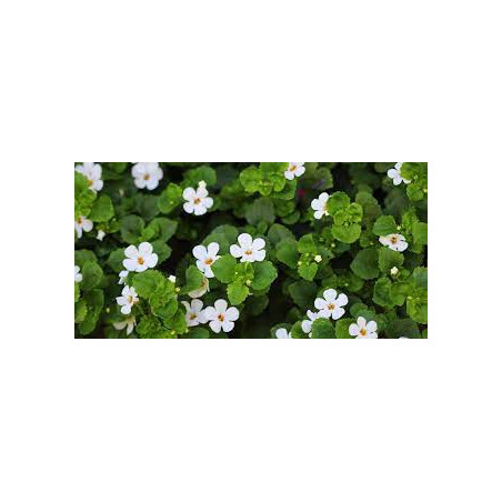 Annuel bacopa blanc