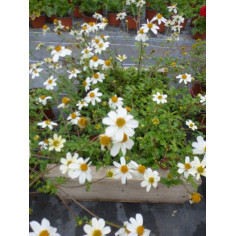 Annuel bidens blanc