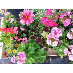 Annuel bouture géranium balcon mix