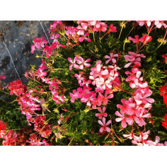 Annuel bouture géranium balcon mix double